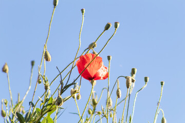 Coquelicots en fleur