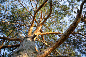Walk-in a pine forest, park, view of pine from below. Tourism and travel.