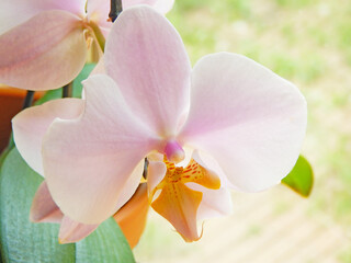 Phalaenopsis orchid flower in spring sunshine
