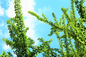 イチョウのシルエット