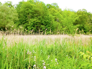 View of a grass landscape