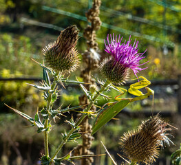 Spear thistle, common thistle in the sunshine on which the praying mantis sits.