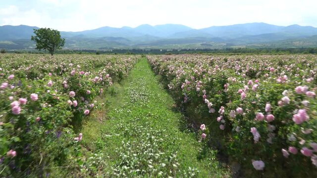 Running inside a pink rose garden