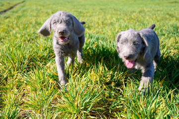 Fototapeta premium Grey-haired puppies in the grass. The puppies are of the breed: Slovak Rough-haired Pointer or Slovak Wirehaired Pointing Griffon (Slovak: 