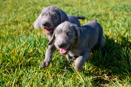 Grey-haired puppies in the grass. The puppies are of the breed: Slovak Rough-haired Pointer or Slovak Wirehaired Pointing Griffon (Slovak: "Slovensky Hrubosrsky Stavac / Ohar")