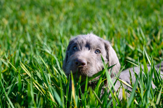 Grey-haired puppies in the grass. The puppies are of the breed: Slovak Rough-haired Pointer or Slovak Wirehaired Pointing Griffon (Slovak: "Slovensky Hrubosrsky Stavac / Ohar")