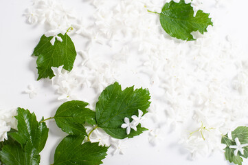 White Snowball Viburnum Flowers