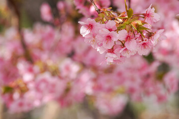 河津桜の花