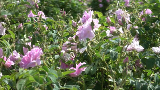 Bulgarian pink rose closeup in a gerden