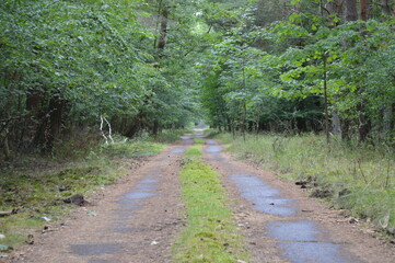 road in the forest