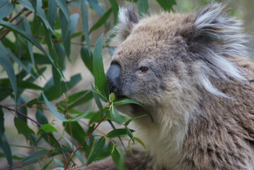 eating koala