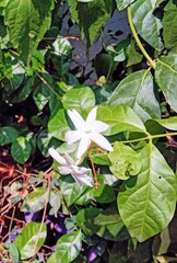 Jasmine flower in the garden