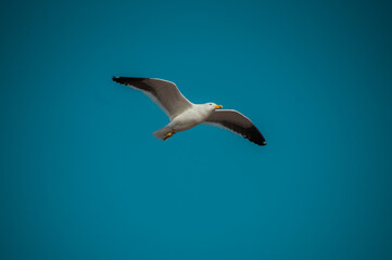 Gaviota volando y planeando en el cielo azul