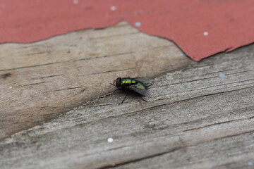 green fly on old wooden porch