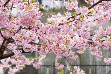 Obraz premium 河津桜の花