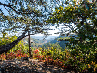Pine trees in the mountains and on the rocks on a sunny day.