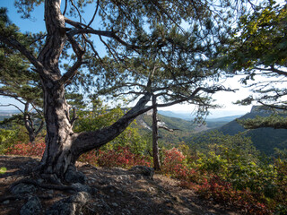 Fototapeta na wymiar Pine trees in the mountains and on the rocks on a sunny day.