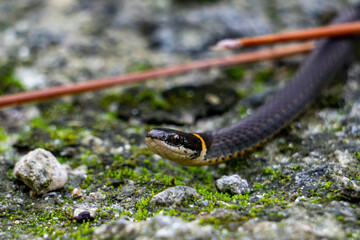 Closeup of a small Southern Ringneck Snake (Diadophis punctatus ssp. punctatus) on a trail in Palm Beach County, Florida, USA