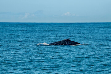 Humpback Whale photographed in Vitoria, Capital of Espirito Santo. Southeast of Brazil. Atlantic Ocean. Picture made in 2019.