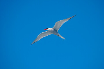 South American Tern photographed in Vitoria, Capital of Espirito Santo. Southeast of Brazil. Atlantic Ocean. Picture made in 2019.