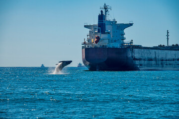 Humpback Whale photographed in Vitoria, Capital of Espirito Santo. Southeast of Brazil. Atlantic Ocean. Picture made in 2019.