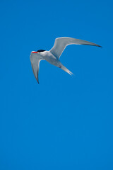 South American Tern photographed in Vitoria, Capital of Espirito Santo. Southeast of Brazil. Atlantic Ocean. Picture made in 2019.