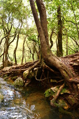 Le gardien des sources