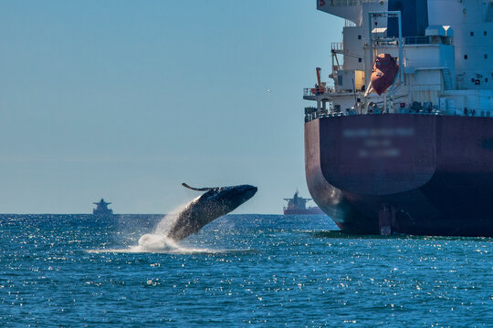Humpback Whale photographed in Vitoria, Capital of Espirito Santo. Southeast of Brazil. Atlantic Ocean. Picture made in 2019.