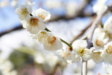 白梅の白い花