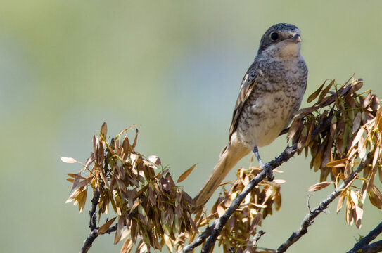 Woodchat Shrike