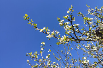 blossoming tree brunch with white flowers on blue sky background with copyspace
