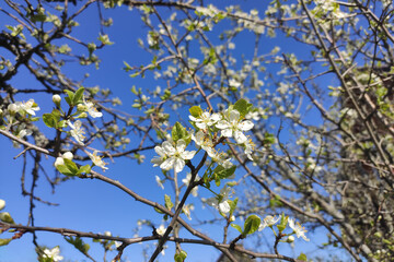 Apple tree branches in the garden blooming with white flowers against the sky