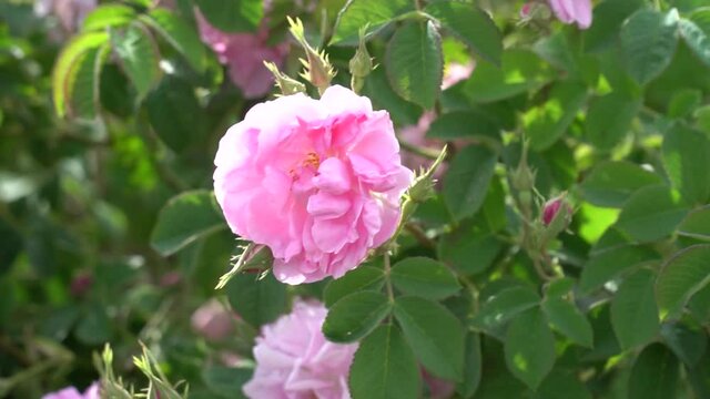 Bulgarian pink rose closeup in a gerden
