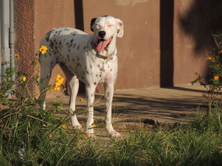 jack russell terrier
