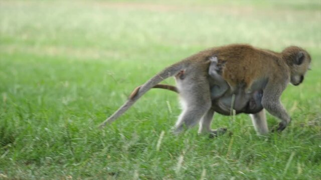 A female vervet monkey  forages while her baby breastfeeds