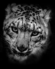 portrait of a leopard