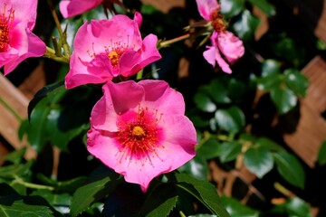 Obraz premium 花 ばら ピンク 