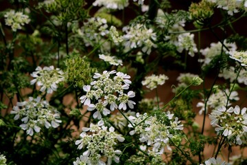 花　5月　レースフラワー　白　