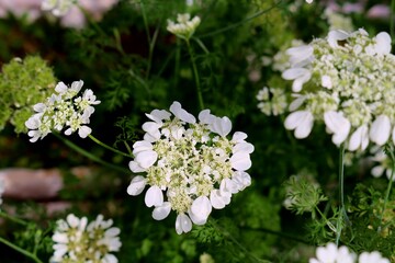 花　5月　レースフラワー　白　