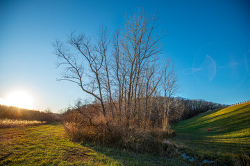 Fototapeta na wymiar tall barren winter trees with sun setting on the left and up slope of dam on the right, sun bathing the scene in golden light, Staunton Illinois