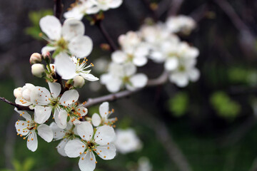 Blooming plum. Close-up. Spring photo. Gardening.