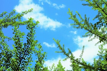 青空に伸びる新葉　
