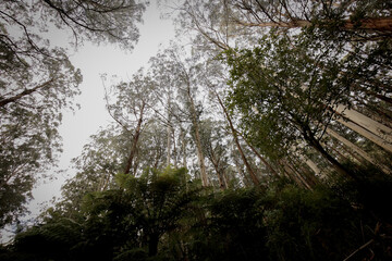 Naklejka premium Majestic trees growing in Australian alpine region