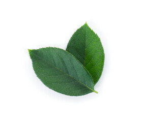 Fototapeta premium Rose leaves on a white background