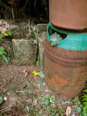 Obraz premium small juicy plant above an old draft beer barrel, next to the barrel has bricks that are used to make a flower bed.