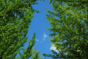 新緑のイチョウ　