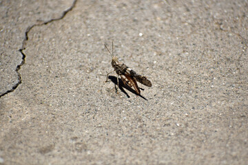 Grasshopper on sidewalk