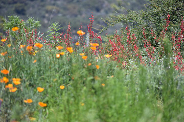 Golden Poppies and Wildflowers