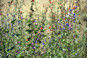 Purple and Orange Wildflowers
