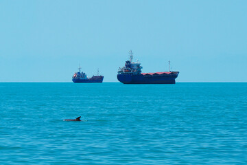 Sea horizon, swimming dolphin and ships in the sea